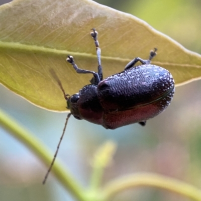 Edusella sp. (genus) (A leaf beetle) at Mount Jerrabomberra - 2 Jan 2022 by Steve_Bok