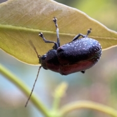 Edusella sp. (genus) (A eucalyptus leaf beetle) at Jerrabomberra, NSW - 2 Jan 2022 by Steve_Bok