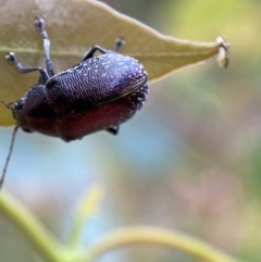 Edusella sp. (genus) at Jerrabomberra, NSW - 2 Jan 2022