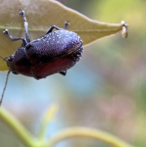 Edusella sp. (genus) at Jerrabomberra, NSW - 2 Jan 2022