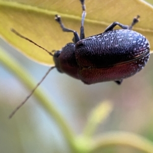 Edusella sp. (genus) at Jerrabomberra, NSW - 2 Jan 2022