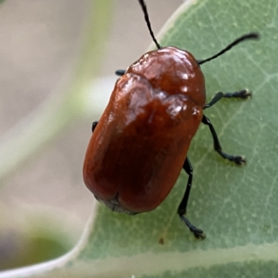 Aporocera (Aporocera) haematodes (A case bearing leaf beetle) at QPRC LGA - 2 Jan 2022 by Steve_Bok