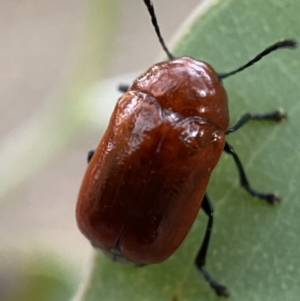 Aporocera (Aporocera) haematodes at Jerrabomberra, NSW - 2 Jan 2022