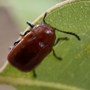 Aporocera (Aporocera) haematodes at Jerrabomberra, NSW - 2 Jan 2022 07:09 PM