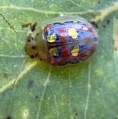 Paropsisterna annularis (A leaf beetle) at Jerrabomberra, NSW - 2 Jan 2022 by SteveBorkowskis