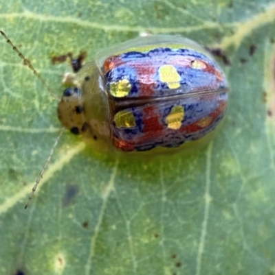 Paropsisterna annularis (A leaf beetle) at Mount Jerrabomberra - 2 Jan 2022 by Steve_Bok