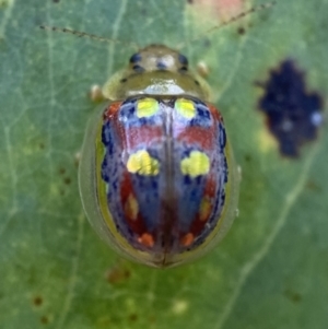 Paropsisterna annularis at Jerrabomberra, NSW - 2 Jan 2022 06:00 PM