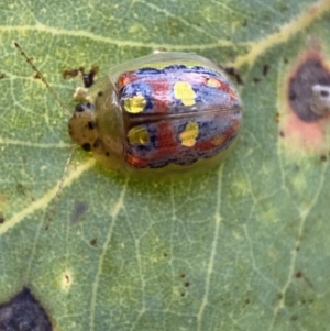 Paropsisterna annularis at Jerrabomberra, NSW - 2 Jan 2022 06:00 PM