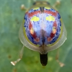 Paropsisterna annularis at Jerrabomberra, NSW - 2 Jan 2022 06:00 PM