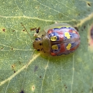 Paropsisterna annularis at Jerrabomberra, NSW - 2 Jan 2022