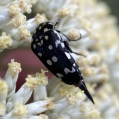 Mordella dumbrelli (Dumbrell's Pintail Beetle) at Mount Jerrabomberra - 2 Jan 2022 by Steve_Bok