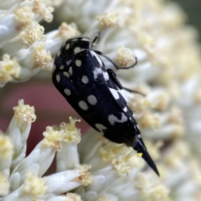 Mordella dumbrelli (Dumbrell's Pintail Beetle) at Mount Jerrabomberra - 2 Jan 2022 by Steve_Bok