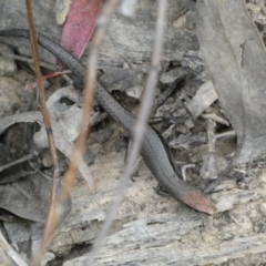 Lampropholis delicata (Delicate Skink) at Jerrabomberra, NSW - 2 Jan 2022 by Steve_Bok