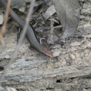 Lampropholis delicata at Jerrabomberra, NSW - 2 Jan 2022