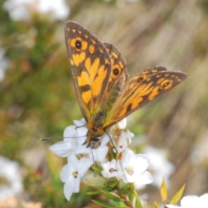 Oreixenica orichora at Cotter River, ACT - 31 Dec 2021