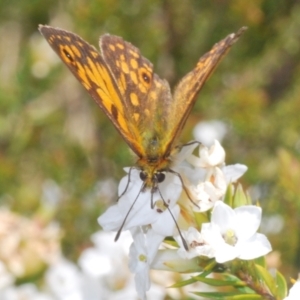 Oreixenica orichora at Cotter River, ACT - 31 Dec 2021