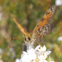 Oreixenica orichora at Cotter River, ACT - 31 Dec 2021