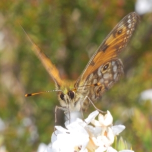 Oreixenica orichora at Cotter River, ACT - 31 Dec 2021