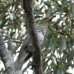 Oriolus sagittatus (Olive-backed Oriole) at Jerrabomberra, NSW - 2 Jan 2022 by Steve_Bok