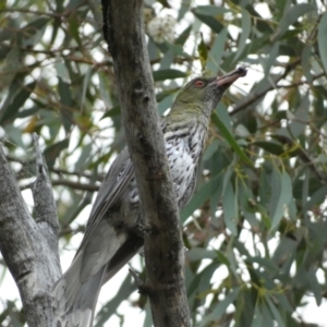 Oriolus sagittatus at Jerrabomberra, NSW - 2 Jan 2022