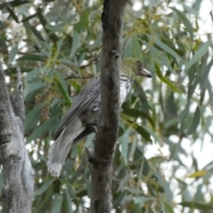 Oriolus sagittatus at Jerrabomberra, NSW - 2 Jan 2022