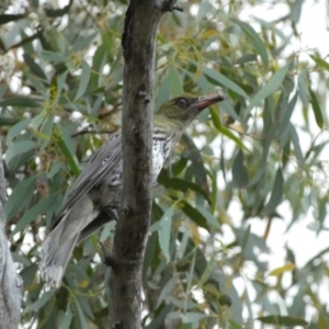 Oriolus sagittatus at Jerrabomberra, NSW - 2 Jan 2022