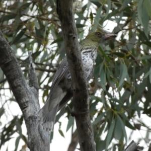 Oriolus sagittatus at Jerrabomberra, NSW - 2 Jan 2022