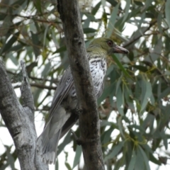 Oriolus sagittatus at Jerrabomberra, NSW - 2 Jan 2022