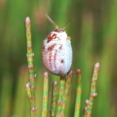 Paropsisterna m-fuscum (Eucalyptus Leaf Beetle) at QPRC LGA - 30 Dec 2021 by Harrisi