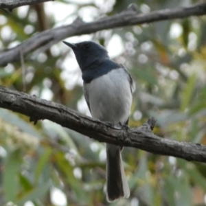 Myiagra rubecula at Jerrabomberra, NSW - 2 Jan 2022