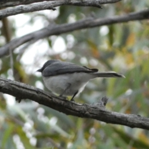 Myiagra rubecula at Jerrabomberra, NSW - 2 Jan 2022