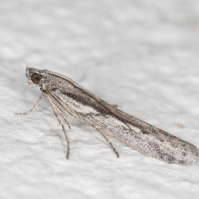 Meyrickiella homosema (Grey Snout Moth) at Melba, ACT - 28 Oct 2021 by kasiaaus