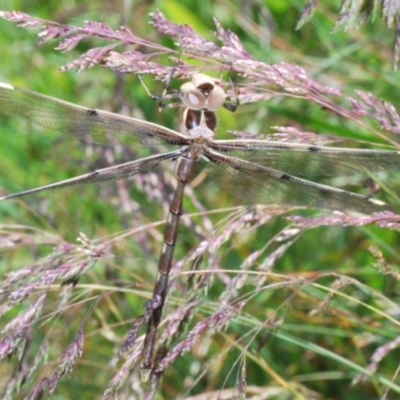 Telephlebia brevicauda (Southern Evening Darner) at Cotter River, ACT - 31 Dec 2021 by Harrisi