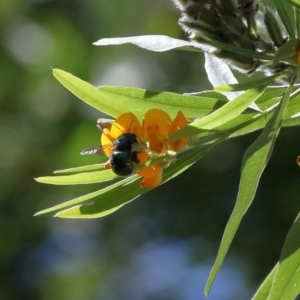 Xylocopa (Lestis) aerata at Acton, ACT - 2 Jan 2022