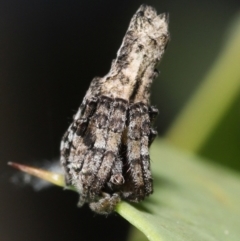 Acroaspis sp. (genus) (Twig Spider) at Acton, ACT - 31 Dec 2021 by TimL