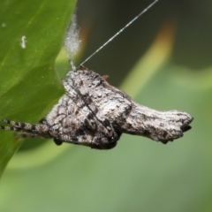 Acroaspis sp. (genus) at Acton, ACT - 31 Dec 2021