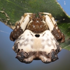 Celaenia excavata (Bird-dropping spider) at Acton, ACT - 2 Jan 2022 by TimL