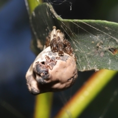 Celaenia excavata at Acton, ACT - suppressed