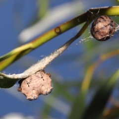 Celaenia excavata at Acton, ACT - suppressed