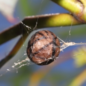 Celaenia excavata at Acton, ACT - suppressed