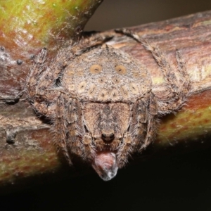 Dolophones sp. (genus) at Acton, ACT - suppressed