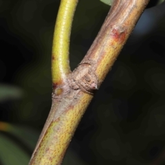 Dolophones sp. (genus) at Acton, ACT - 2 Jan 2022