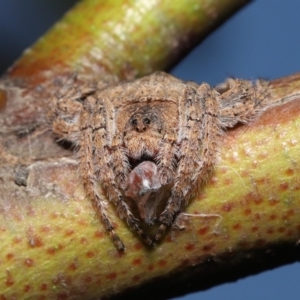 Dolophones sp. (genus) at Acton, ACT - suppressed