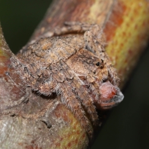 Dolophones sp. (genus) at Acton, ACT - suppressed