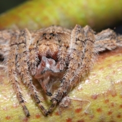 Dolophones sp. (genus) at Acton, ACT - suppressed