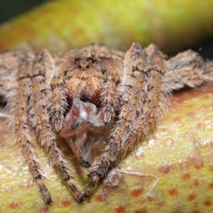 Dolophones sp. (genus) at Acton, ACT - suppressed