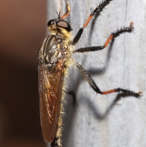 Zosteria rosevillensis at Acton, ACT - 31 Dec 2021