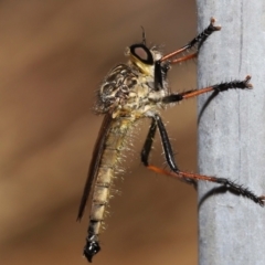 Zosteria rosevillensis at Acton, ACT - 31 Dec 2021