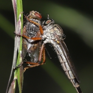 Cerdistus sp. (genus) at Acton, ACT - 31 Dec 2021