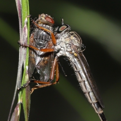 Cerdistus sp. (genus) (Slender Robber Fly) at Acton, ACT - 31 Dec 2021 by TimL